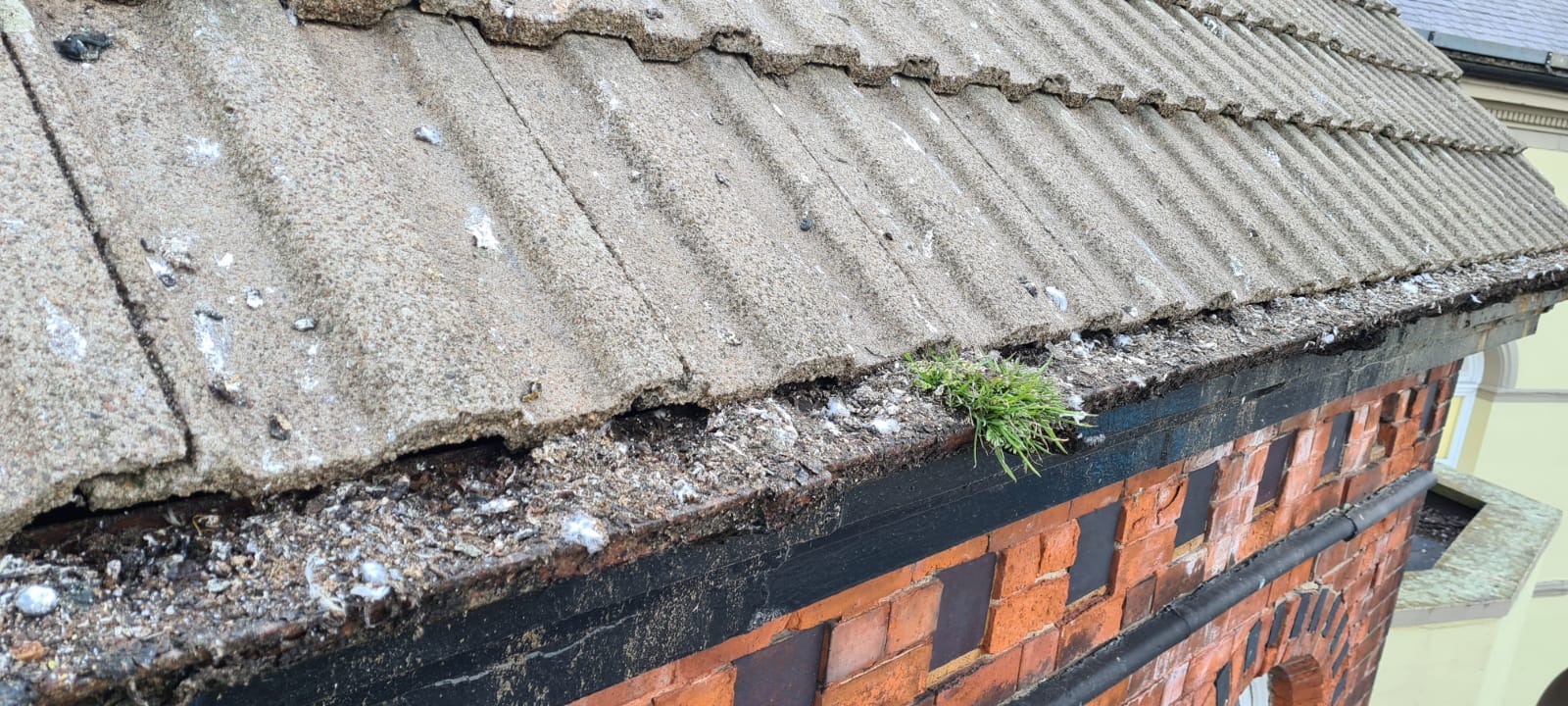 Gutter full of pigeon droppings